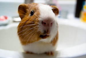 Don’t Waste Your Guinea Pig